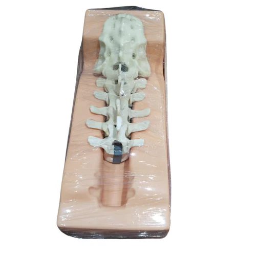 Lumbar Sacrum Bone With Holder Model