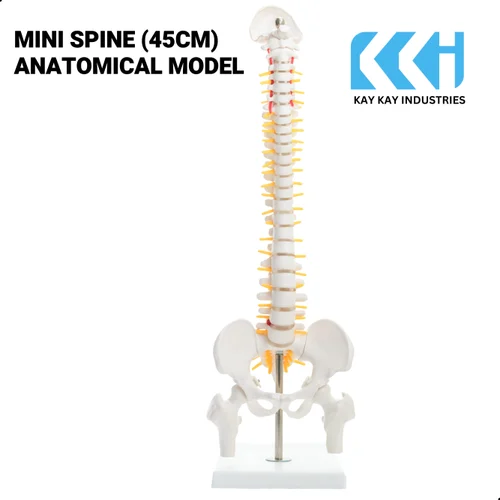 Tabletop Spine Model
