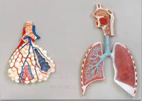 1306 Respiratory System Model