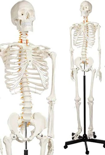 Ivory Skeleton Model