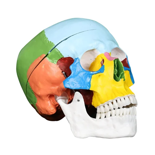 Colored Skull Model