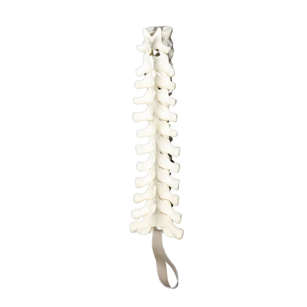 Thoracic Spine Model