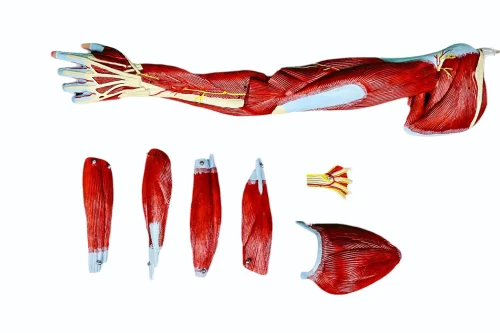 A11305 Arm Muscles Vessels And Nerves Model