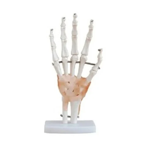 Ligaments Hand Joint Model
